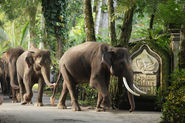 Elephant Safari Park of Desa Taro – North Ubud