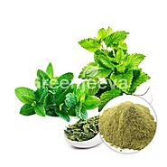 Bulk Organic Peppermint Leaf Powder | Organic Peppermint Powder Supplier