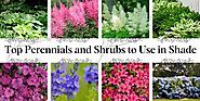 Top Perennials and Shrubs to Use in Shade