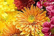 Autumn Flowers for Gardens in New Jersey