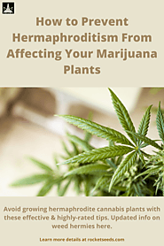 How to Prevent Hermaphroditism From Affecting Your Marijuana Plants