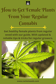 How to Get Female Plants From Your Regular Cannabis