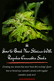 How to Breed New Strains With Regular Cannabis Seeds
