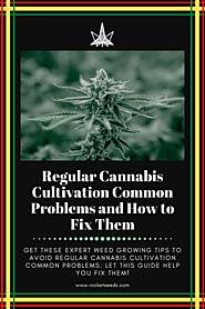 Regular Cannabis Cultivation Common Problems and How to Fix Them
