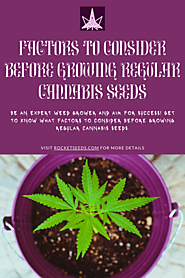 Factors to Consider Before Growing Regular Cannabis Seeds