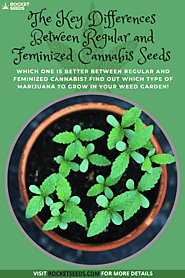 The Key Differences Between Regular and Feminized Cannabis Seeds