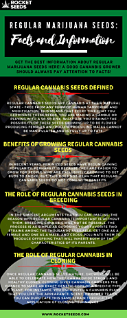 Regular Marijuana Seeds: Facts and Information