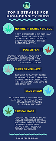 Top 5 Strains for High Density Buds