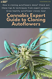 Cannabis Expert Guide to Cloning Autoflowers