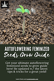 Autoflowering Feminized Seeds Grow Guide