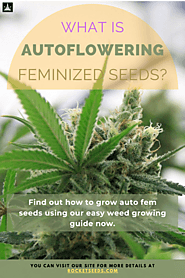 What is Autoflowering Feminized Seeds: Complete Definition
