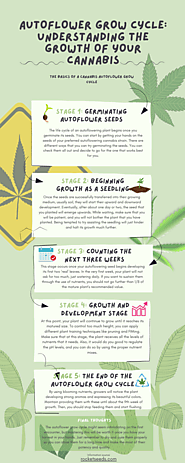 Autoflower Grow Cycle: Understanding the Growth of Your Cannabis