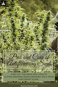 Pros and Cons of Autoflowering Seeds