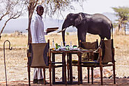 Tanzania Safaris | Bush Lunch | AROYÓ Safari