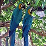 Talking Parrots For Sale