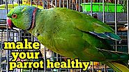 Talking Parrots For Sale- Drexel Parrots Farm