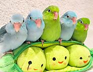 Best Birds For Beginners - Drexel Parrots Farm