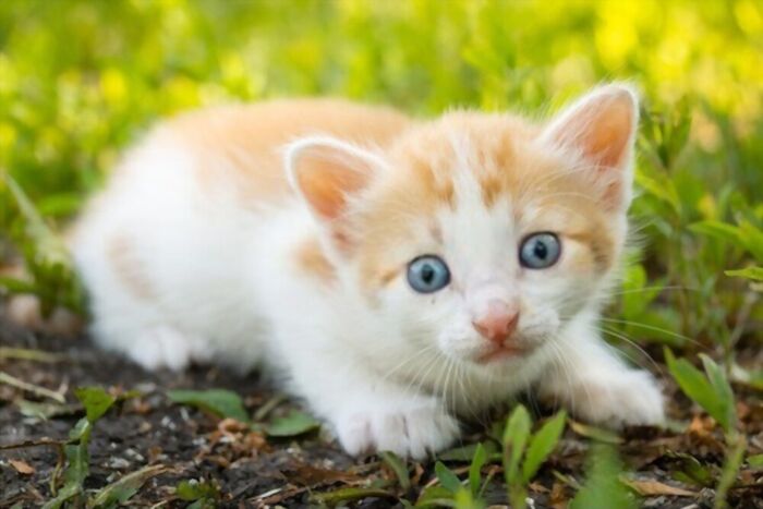 How to take care of kittens (orphan and abandoned) | A Listly List