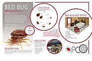 Habits of Bed Bugs - Bed Bugs Control Services | Awesome Pest