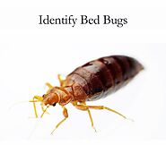 Identifying Bed Bugs - Bed Bugs Control Services | Awesome Pest