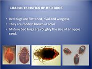 Characteristics of Bed Bugs - Bed Bugs Control Services | Awesome Pest