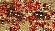 Habitats of Bed Bugs - Bud Bugs Control Services | Awesome Pest