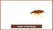 Website at https://www.awesomepest.ca/types-of-bed-bugs-bed-bugs-control-services/