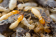 Termite Inspection in Cibolo