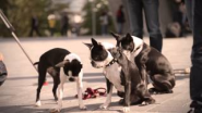 Skating Dogs visiting the Mercedes-Benz Museum - YouTube