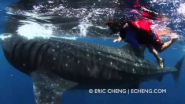 5 year old boy swims with whale shark - YouTube