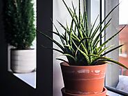 Know The Available Seven Types of Plant Pots - RefinedInfo