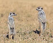 Makgadikgadi Pans