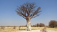 Nxai Pan National Park