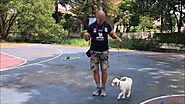 Leash training with a puppy - Dogsoul