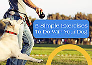 Website at https://www.bestvetcare.com/blog/simple-exercises-to-do-with-your-dog/