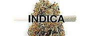 Website at https://theexoticweed.com/product-category/indica-strains/