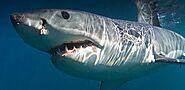 #1 Great White Shark Cage Diving Gansbaai | Apex