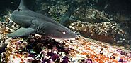 Kelp Forest Diving Cape Town | Apex Shark Expeditions