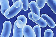 Buy Probiotic Bacillus Clausii | Bacillus Clausii Manufacturers