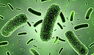 Bacillus Subtilis Strains | Probiotic Bacillus Subtilis Benefits