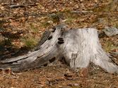 How to Remove a Tree Stump