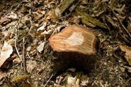 The Best Way to Rot Out a Tree Stump | eHow