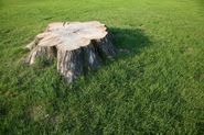 Non-Harmful Ways to Get Rid of Tree Trunks