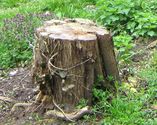 How to remove tree stumps without chemicals or tools