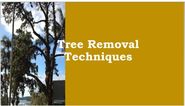 Tree Removal Techniques