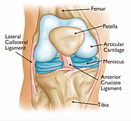 Know your Joints- Knees, Shoulders and Back