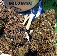 buy gelonade strain online | Gelonade | Medical Marijuana Shop