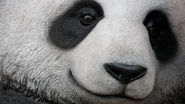 Panda 4.0 (#26) — May 19, 2014