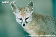 Blandford's Fox (Vulpes vulpes)