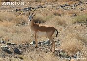 Goitered Gazelle (Gazella subgutturosa)